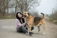 GREGOR, Hund, Deutscher Schäferhund-Mix in Ungarn - Bild 4