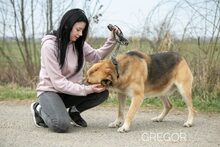 GREGOR, Hund, Deutscher Schäferhund-Mix in Ungarn - Bild 5
