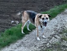 GREGOR, Hund, Deutscher Schäferhund-Mix in Ungarn - Bild 6