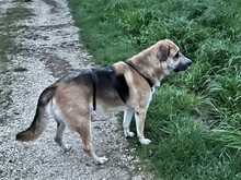 GREGOR, Hund, Deutscher Schäferhund-Mix in Ungarn - Bild 7