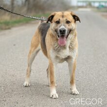 GREGOR, Hund, Deutscher Schäferhund-Mix in Ungarn - Bild 9