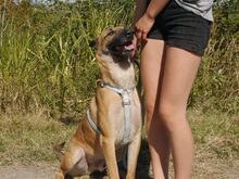 ALEX, Hund, Malinois-Deutscher Schäferhund-Mix in Ungarn - Bild 18