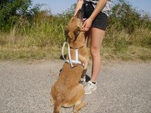 ALEX, Hund, Malinois-Deutscher Schäferhund-Mix in Ungarn - Bild 20