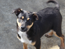 BLAKE, Hund, Mischlingshund in Rumänien - Bild 2