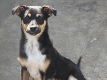 BLAKE, Hund, Mischlingshund in Rumänien - Bild 3