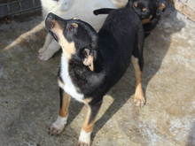 BLAKE, Hund, Mischlingshund in Rumänien - Bild 4