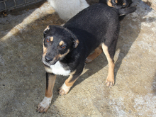 BLAKE, Hund, Mischlingshund in Rumänien - Bild 5