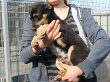 BLAKE, Hund, Mischlingshund in Rumänien - Bild 8