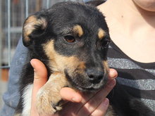 BLAKE, Hund, Mischlingshund in Rumänien - Bild 9