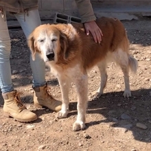 BRENDA, Hund, Mischlingshund in Spanien - Bild 2