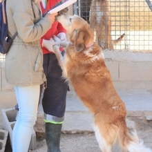 BRENDA, Hund, Mischlingshund in Spanien - Bild 4