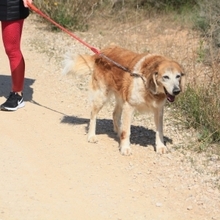 BRENDA, Hund, Mischlingshund in Spanien - Bild 5