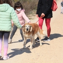 BRENDA, Hund, Mischlingshund in Spanien - Bild 6