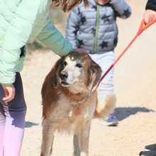 BRENDA, Hund, Mischlingshund in Spanien - Bild 7
