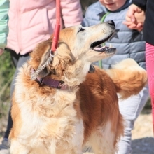 BRENDA, Hund, Mischlingshund in Spanien - Bild 8