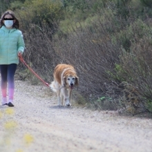 BRENDA, Hund, Mischlingshund in Spanien - Bild 9