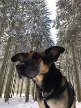 URO, Hund, Deutscher Schäferhund-Mix in Elzach - Bild 3
