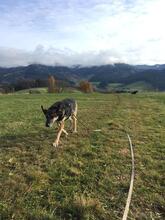 URO, Hund, Deutscher Schäferhund-Mix in Elzach - Bild 6