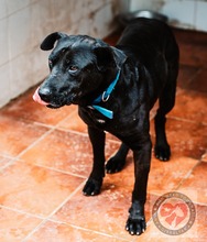 DONER, Hund, Mischlingshund in Spanien - Bild 2