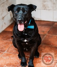 DONER, Hund, Mischlingshund in Spanien - Bild 3
