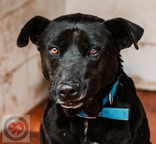 DONER, Hund, Mischlingshund in Spanien - Bild 4