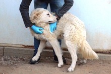 CONTE, Hund, Maremmano-Mix in Italien - Bild 30