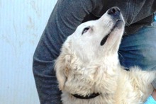 CONTE, Hund, Maremmano-Mix in Italien - Bild 31