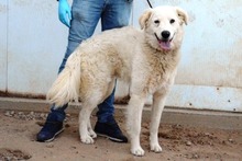 CONTE, Hund, Maremmano-Mix in Italien - Bild 32