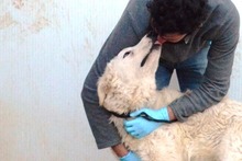 CONTE, Hund, Maremmano-Mix in Italien - Bild 34