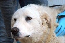 CONTE, Hund, Maremmano-Mix in Italien - Bild 36