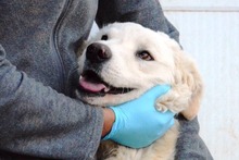 CONTE, Hund, Maremmano-Mix in Italien - Bild 37