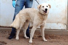 CONTE, Hund, Maremmano-Mix in Italien - Bild 38