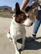 CSAVARGO, Hund, Mischlingshund in Ungarn - Bild 5