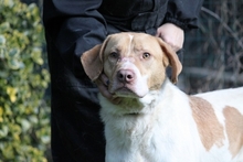 JAMISON, Hund, Mischlingshund in Italien - Bild 1