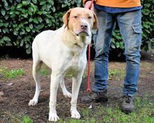 JAMISON, Hund, Mischlingshund in Italien - Bild 13