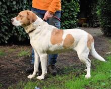 JAMISON, Hund, Mischlingshund in Italien - Bild 14