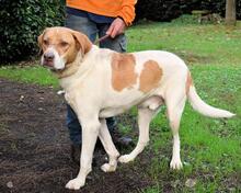 JAMISON, Hund, Mischlingshund in Italien - Bild 15