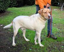 JAMISON, Hund, Mischlingshund in Italien - Bild 16