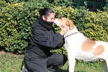 JAMISON, Hund, Mischlingshund in Italien - Bild 19
