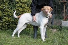 JAMISON, Hund, Mischlingshund in Italien - Bild 2
