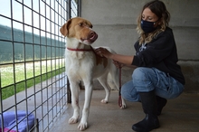 JAMISON, Hund, Mischlingshund in Italien - Bild 20