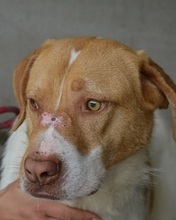 JAMISON, Hund, Mischlingshund in Italien - Bild 5