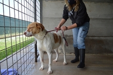 JAMISON, Hund, Mischlingshund in Italien - Bild 6