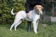 JAMISON, Hund, Mischlingshund in Italien - Bild 8