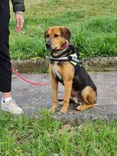 ROCCO, Hund, Mischlingshund in Würzburg - Bild 3