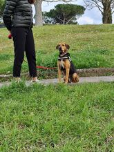 ROCCO, Hund, Mischlingshund in Würzburg - Bild 4