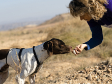 EVEREST, Hund, Pointer in Münster - Bild 6