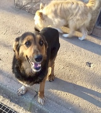 OSCAR, Hund, Mischlingshund in Italien - Bild 1