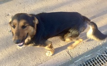 OSCAR, Hund, Mischlingshund in Italien - Bild 2