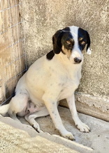 AZALEA, Hund, Mischlingshund in Griechenland - Bild 3